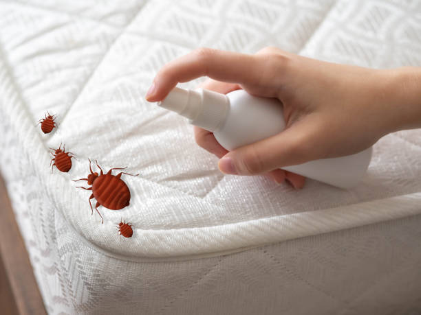 Best Flea Control Services  in Queen Anne, MD