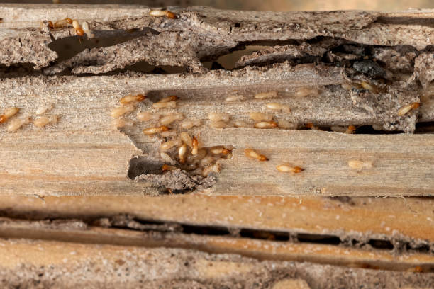 Best Emergency Pest Control  in Queen Anne, MD